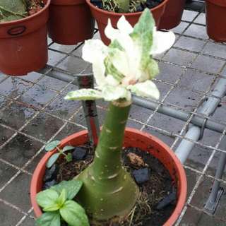 Special Species Of Desert Rose (Adenium)