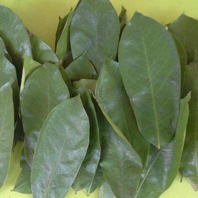 Soursop Leaf, Everything Else on Carousell