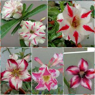 Adenium