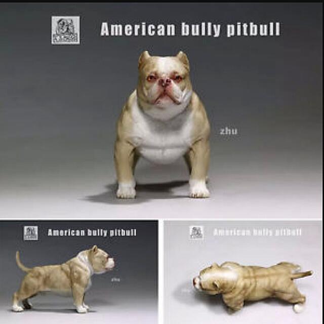 American Bully Pitbull DOG for SALE