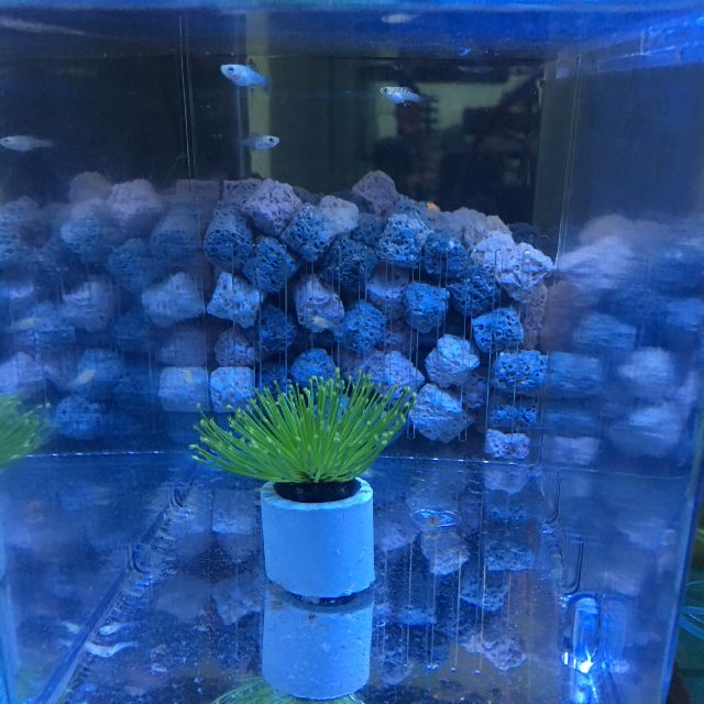 microworms for sale