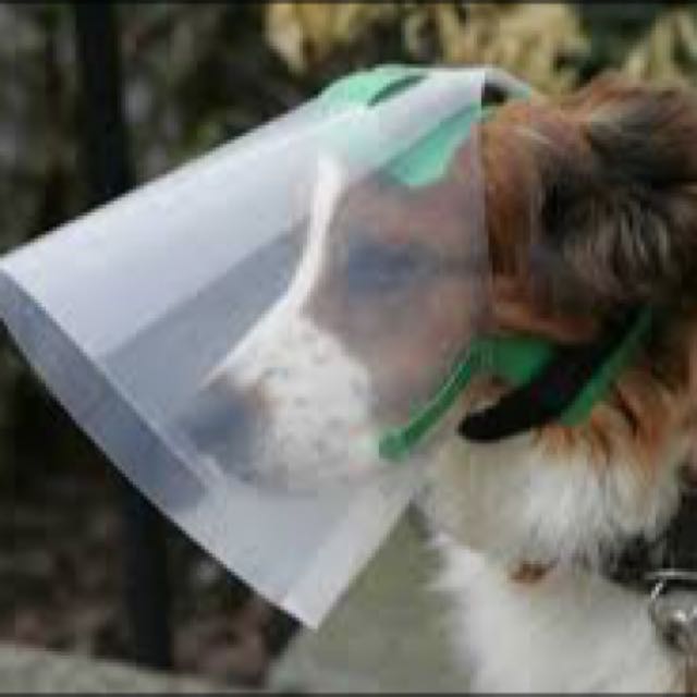 Nova guard Pets E Collar Pet Supplies Homes Other Pet Accessories on Carousell