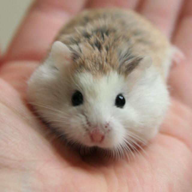 Roborovski Hamster