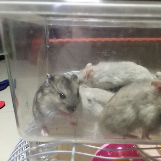 Yellow Blue Pudding Winter White Hamster Babies Pet Supplies On