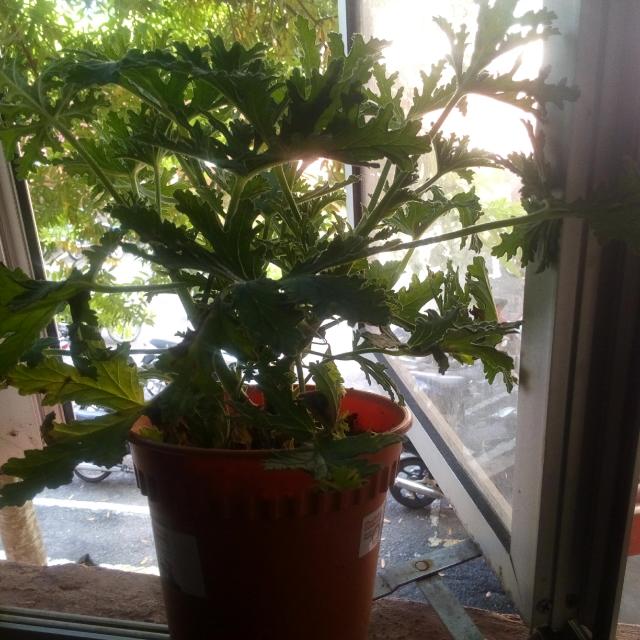 Mosquito Repellent Plant Pokok Halau Nyamuk Everything Else Others On Carousell