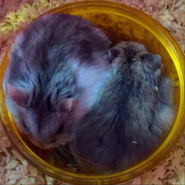 Winter White Hamsters For Adoption Pet Supplies On Carousell