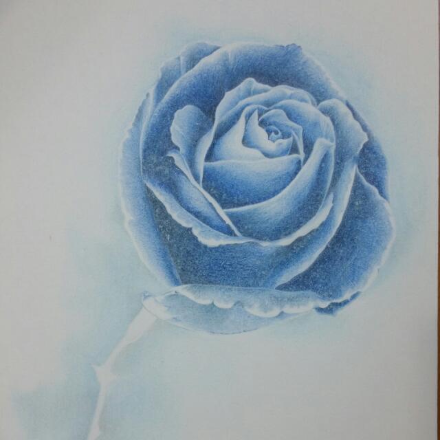 1st Drawing For 2016 Blue Rose In Color Pencil Shading Design