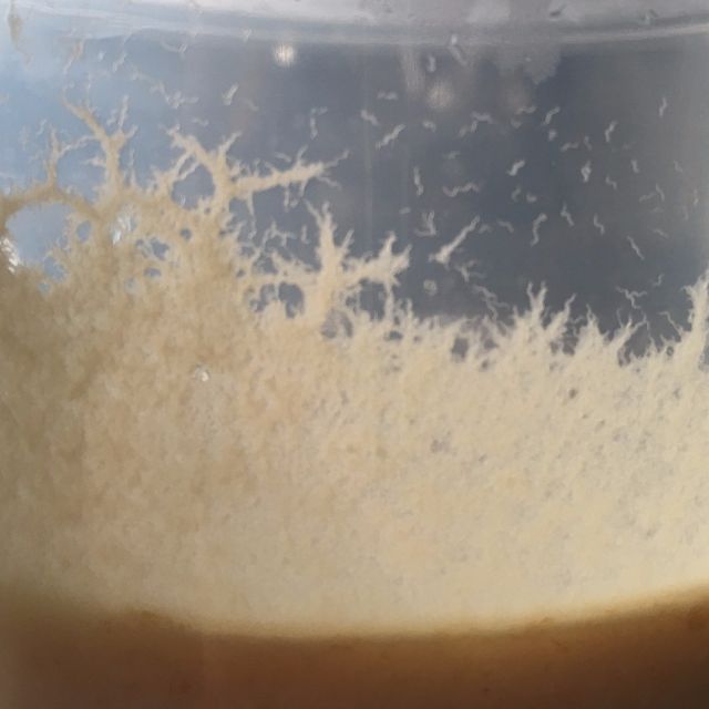 microworms for sale
