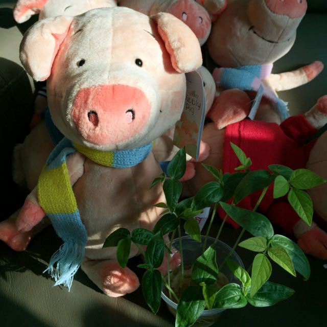 nici wibbly pig