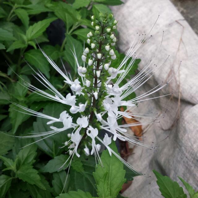 Herb Plant Cat’s Whiskers🐱🌿 / Balbas Pusa / Orthosiphon aristatus 猫须草