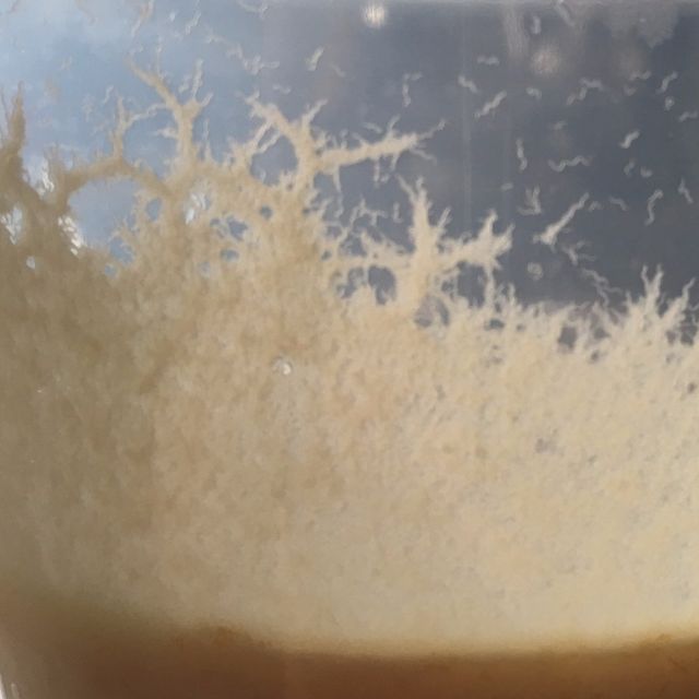 Microworms for sale 2025