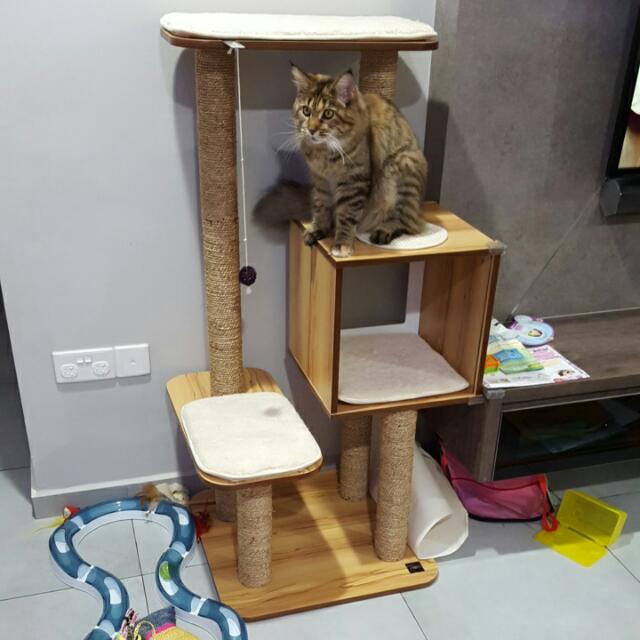 Vesper Cat Tree, Pet Supplies, Homes & Other Pet Accessories on Carousell