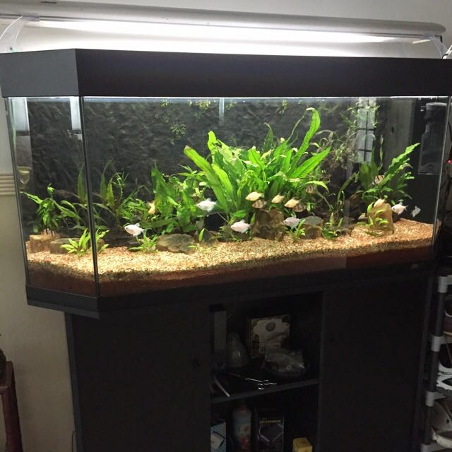 4ft Juwel Fish Tank Pet Supplies Homes Other Pet Accessories