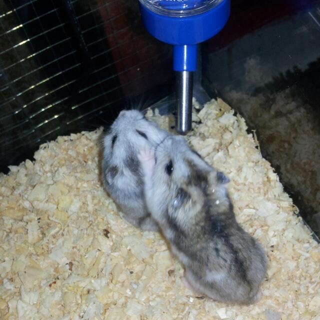 Winter White Hamster For Adoption Male Pet Supplies On Carousell