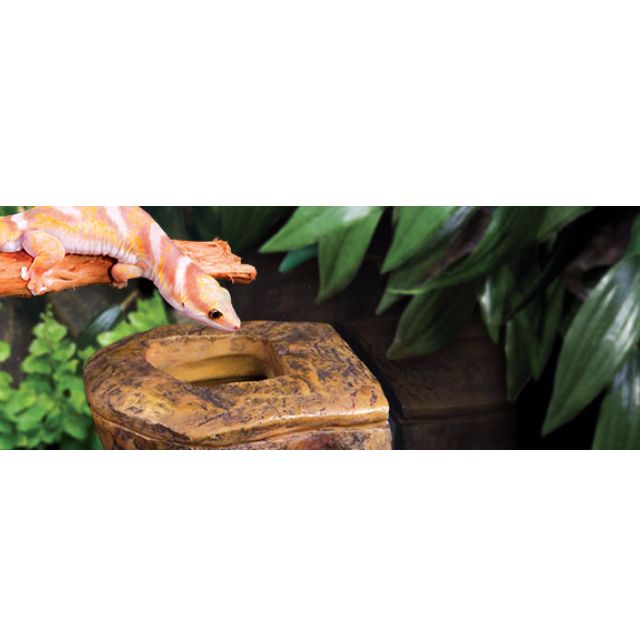 CANOPY WORM DISH ARBOREAL WORM FEEDER DISH Pet Supplies Homes
