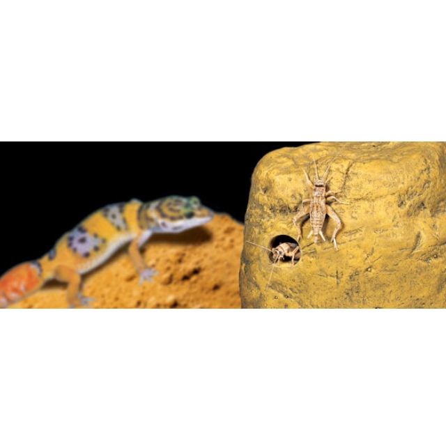 reptile cricket feeder