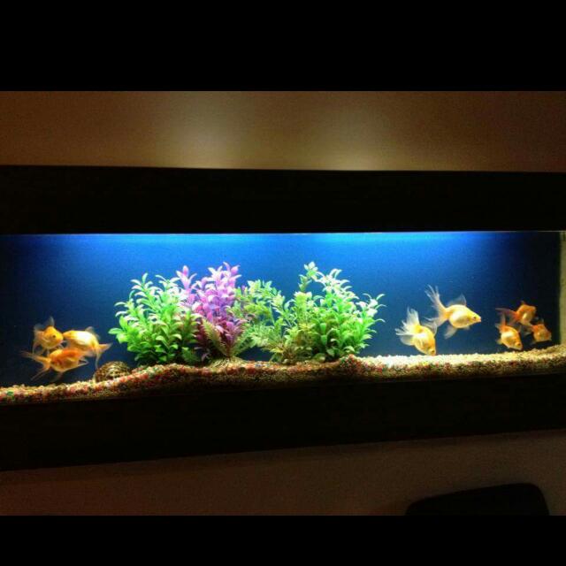 mounted fish tank