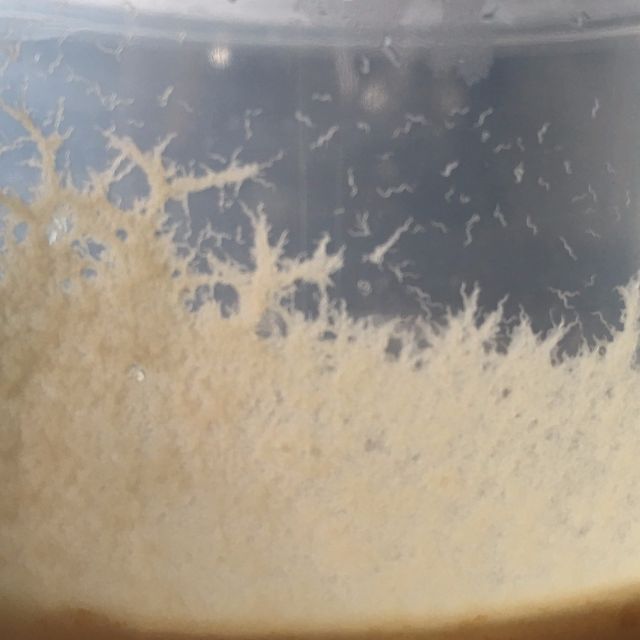 Microworms for Sale Food for Betta Guppy and other Tropical Baby Fish Fry Everything Else on Carousell