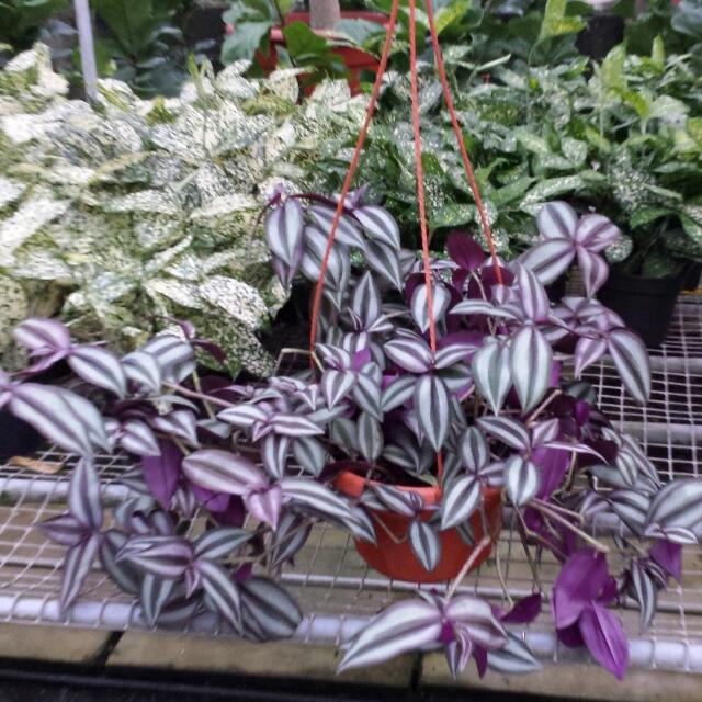 Plant Tradescania Zebrina Wandering Jew Zebrina Pendula 9 90 14 90 Gardening On Carousell Plant Tradescania Zebrina Wandering Jew Zebrina Pendula 9 90 14 90 Gardening On Carousell