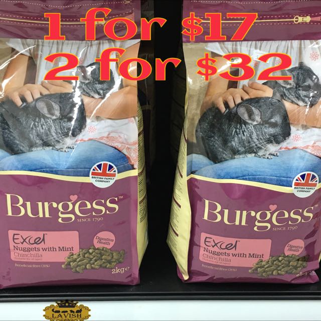 burgess chinchilla