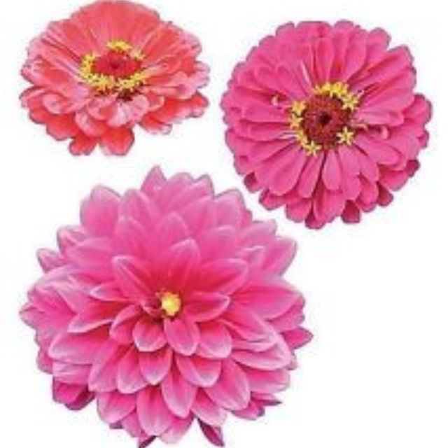 Wallies Decor 6 Large Zinnias Flower Wallpaper Cutouts Design