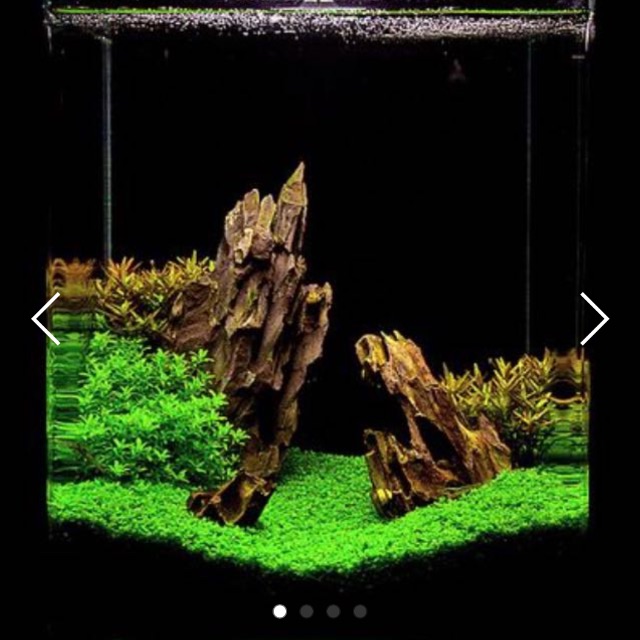 Monte Carlo Aquascaping Carpet Plant For Planted Tanks Or Terrariums Gardening On Carousell