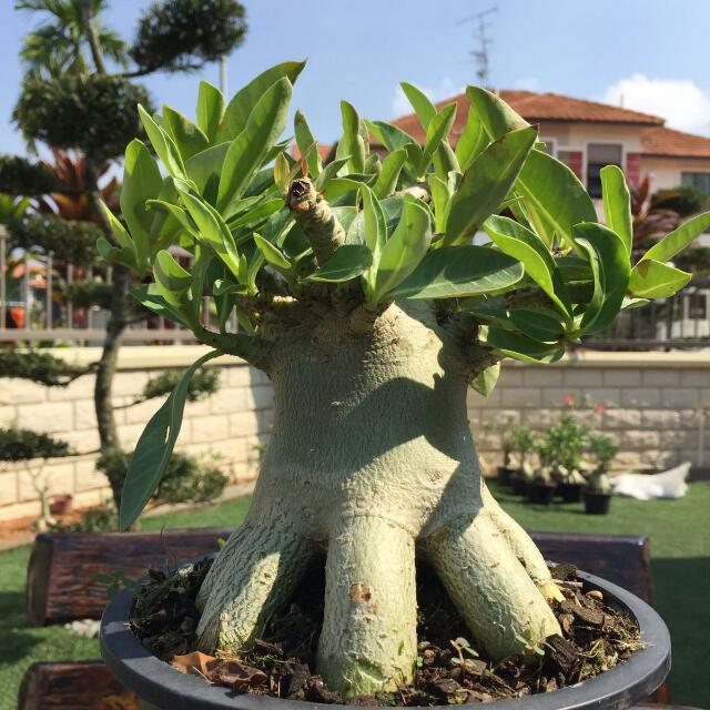 *reserved* Adenium Socotranum, Furniture & Home Living, Gardening ...