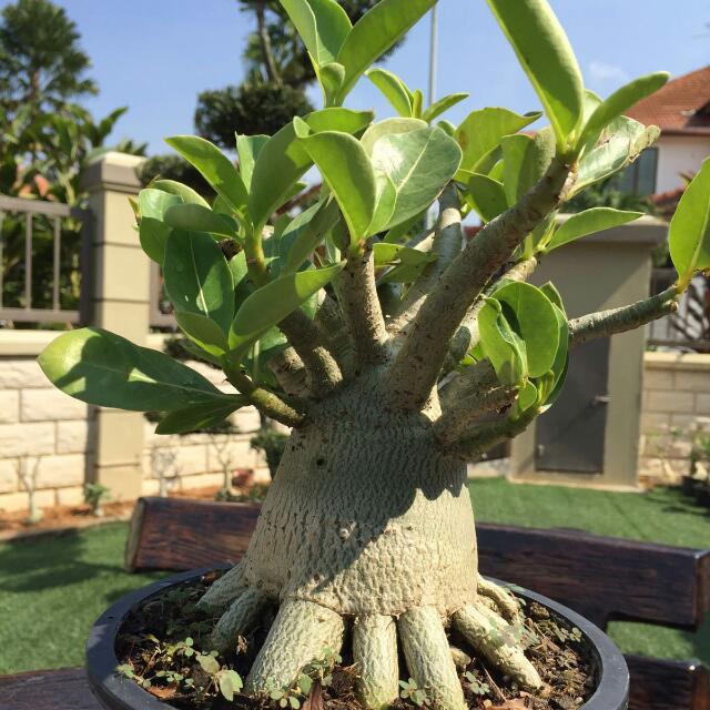 Adenium Socotranum, Furniture & Home Living, Gardening, Plants & Seeds ...