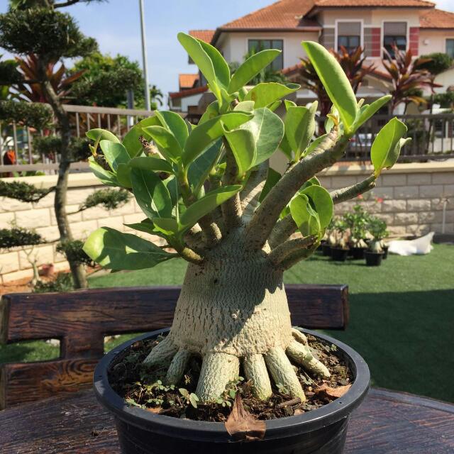 Adenium Socotranum, Furniture & Home Living, Gardening, Plants & Seeds ...