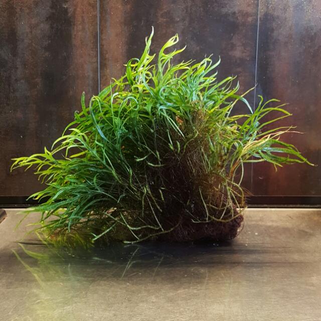Microsorum Pteropus "Trident" Java Fern, Pet Supplies, Homes & Other ...