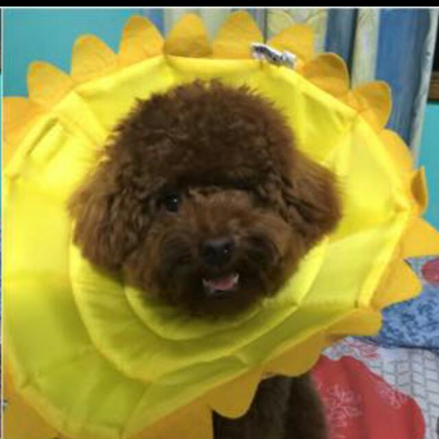 Sunflower E Collar Pet Supplies On Carousell