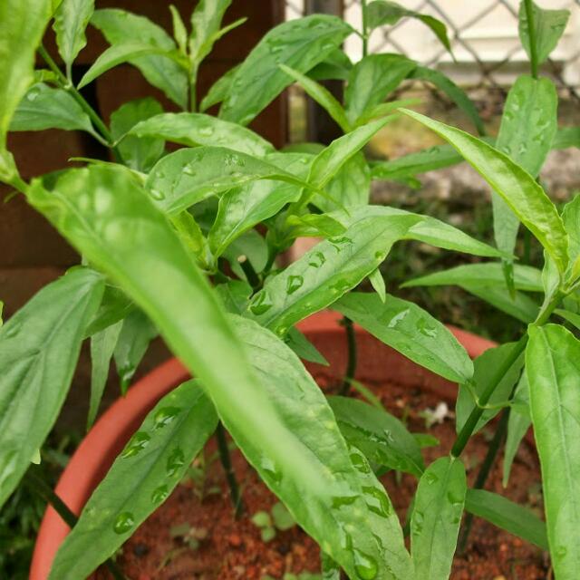 Sabah Snake Grass For Sale In Singapore Gardening On Carousell