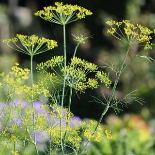 herb seed . dill