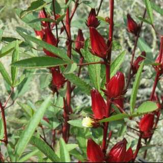 (Category: ) located in . Submitted by happiplants (Listing ID 53191547, Image 1). Description: .