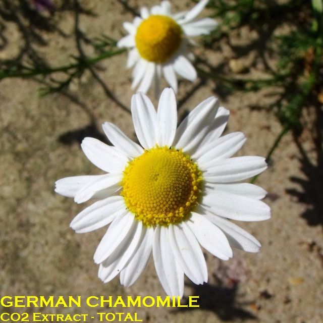 chamomile ointment 10g
