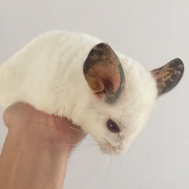 Chinchilla for adoption sale discount