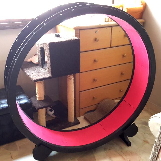 one fast cat wheel