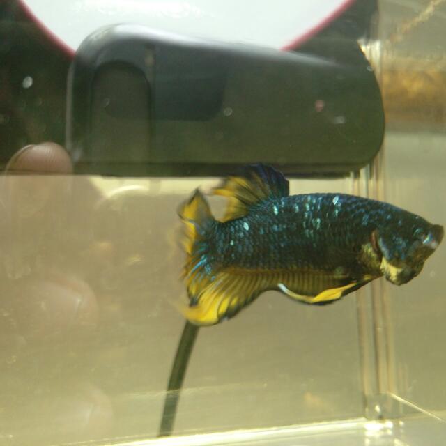 Selling betta fish best sale