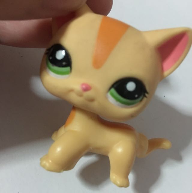 little pet shop shorthair cat