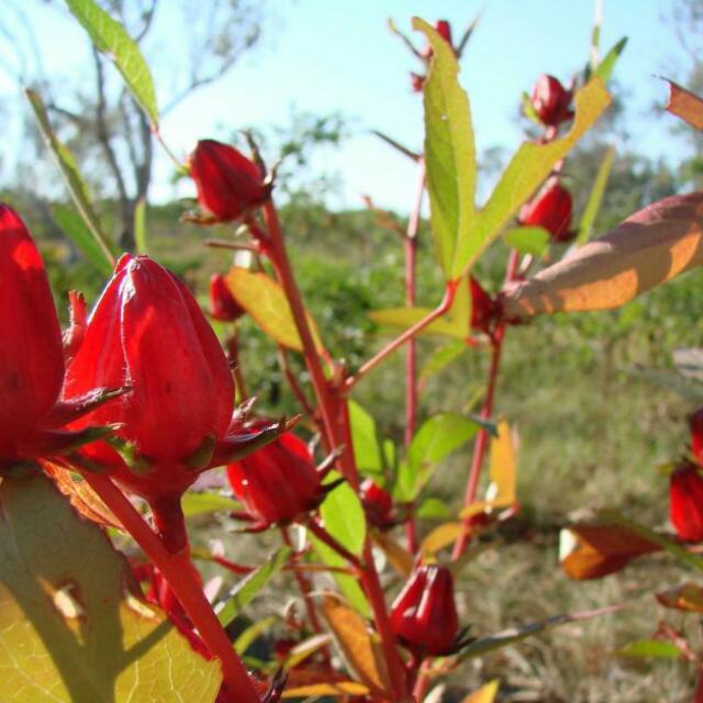 Rosella Seeds, Furniture & Home Living, Gardening, Plants & Seeds on ...