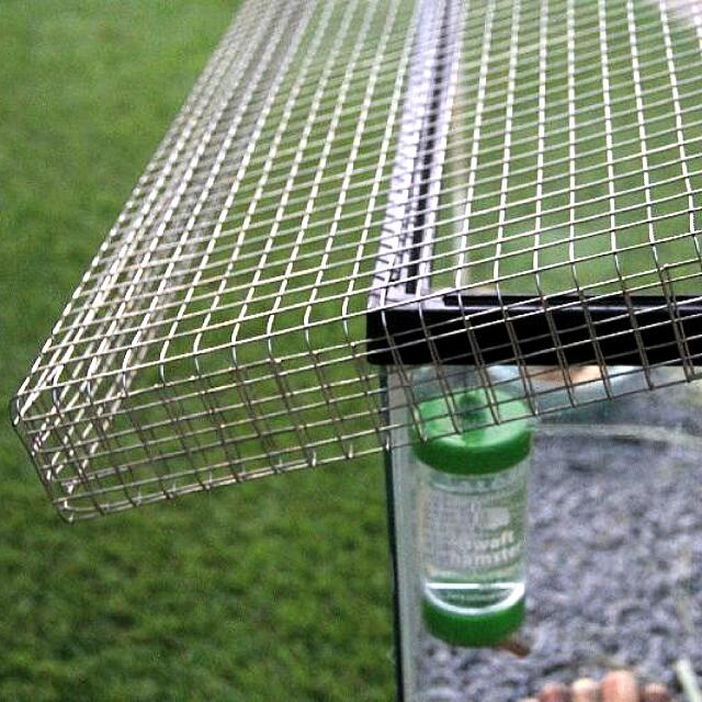 Hamster mesh online