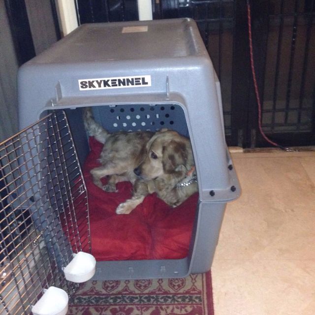 Big sky kennel best sale