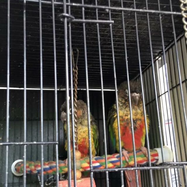 Bird, Pet Supplies, Homes & Other Pet Accessories on Carousell