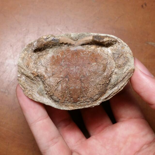 Crab Fossil Etisus javanicus Java Indonesia Stone Nodule Real 1, Women