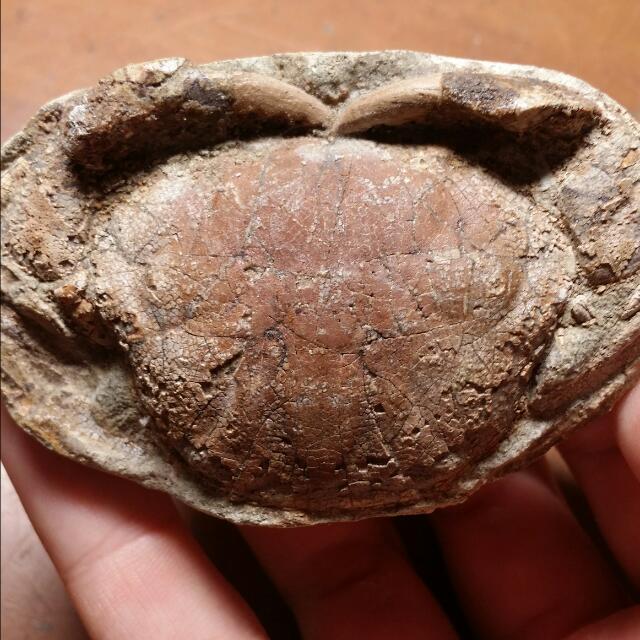 Crab Fossil Etisus javanicus Java Indonesia Stone Nodule Real 1, Women