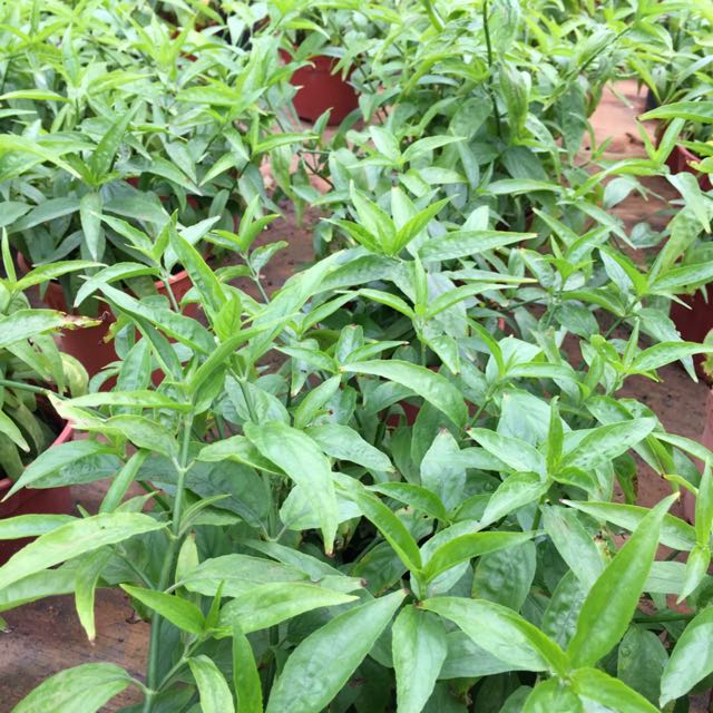 Sabah Snake Grass Another Hidden Medicinal Plant Gardening On Carousell