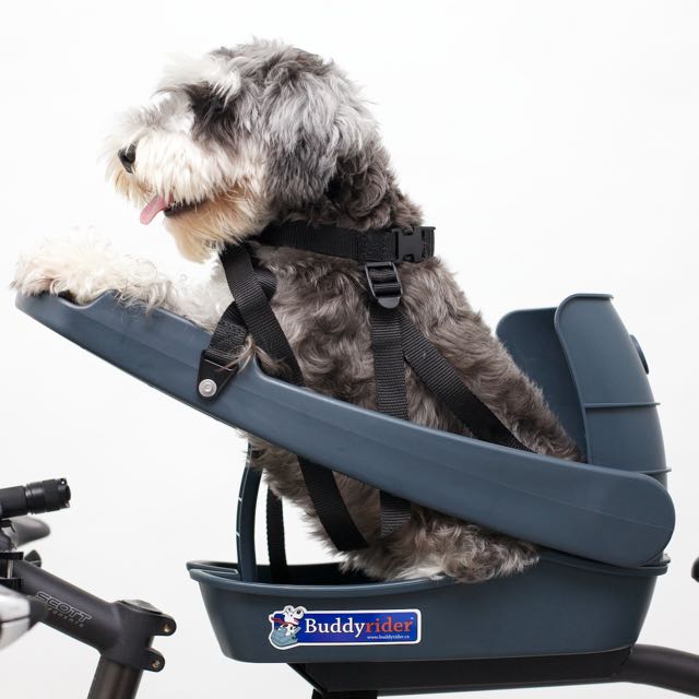 Buddy rider pet seat online