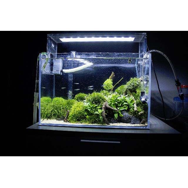 rol Oppervlakkig Champagne Planted Nano Fishtank 35cm Aquascape 16Litre / 4gallon, Pet Supplies, Homes  & Other Pet Accessories on Carousell