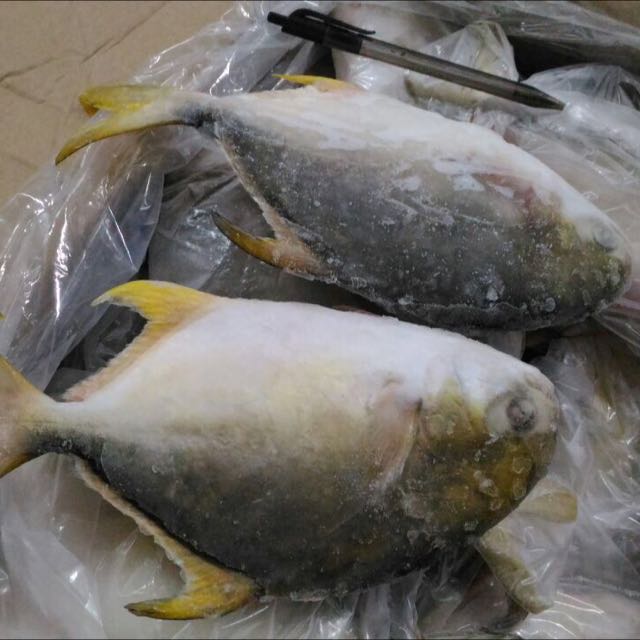 Unduh 88 Gambar Ikan Bawal Emas Terbaru Gambar Ikan