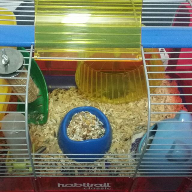 Hamster Cage Habitrail Classic Pet Supplies Homes Other Pet Accessories on Carousell